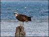 Leeman Sea Eagles eating its catch
